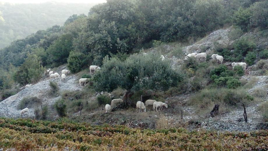 Atraktivno zemljište 30.348 m2, Postira, otok Brač